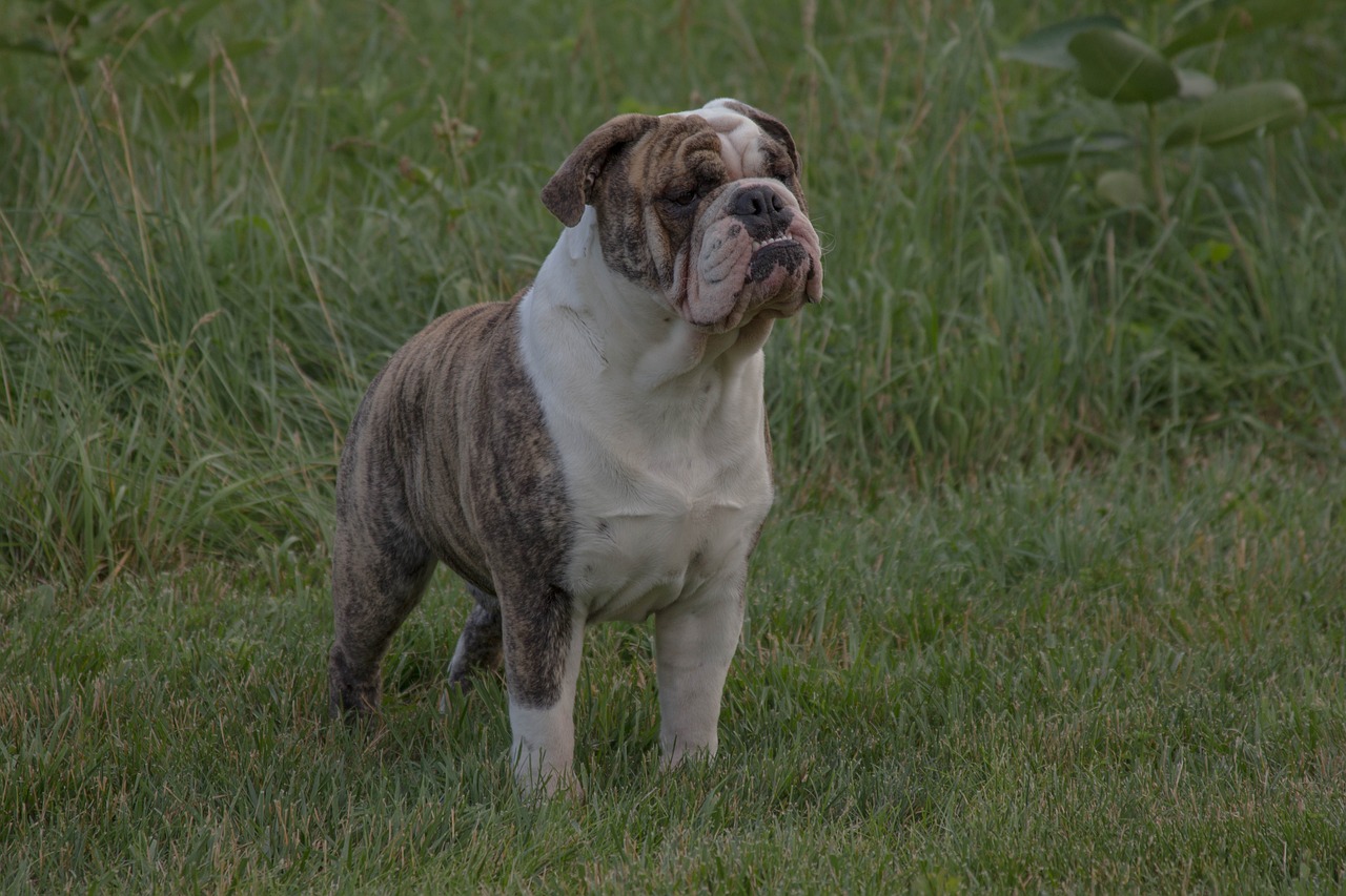 Exploring the Playful Spirit of the American Bulldog